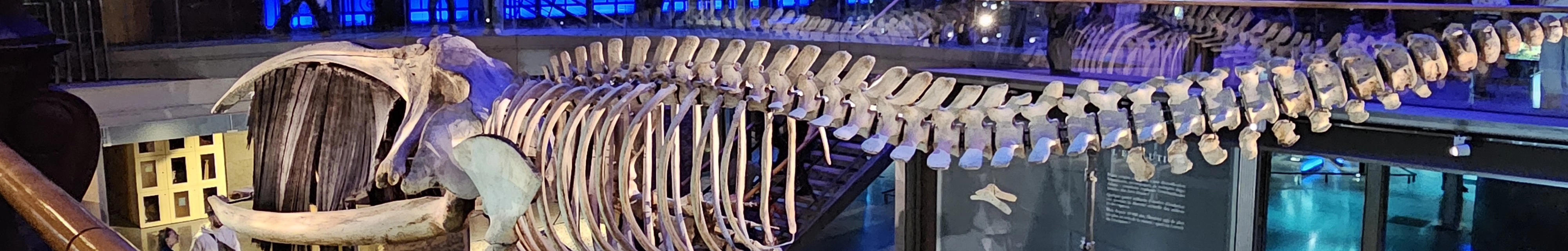 Bannière La Grande Galerie de l'Évolution