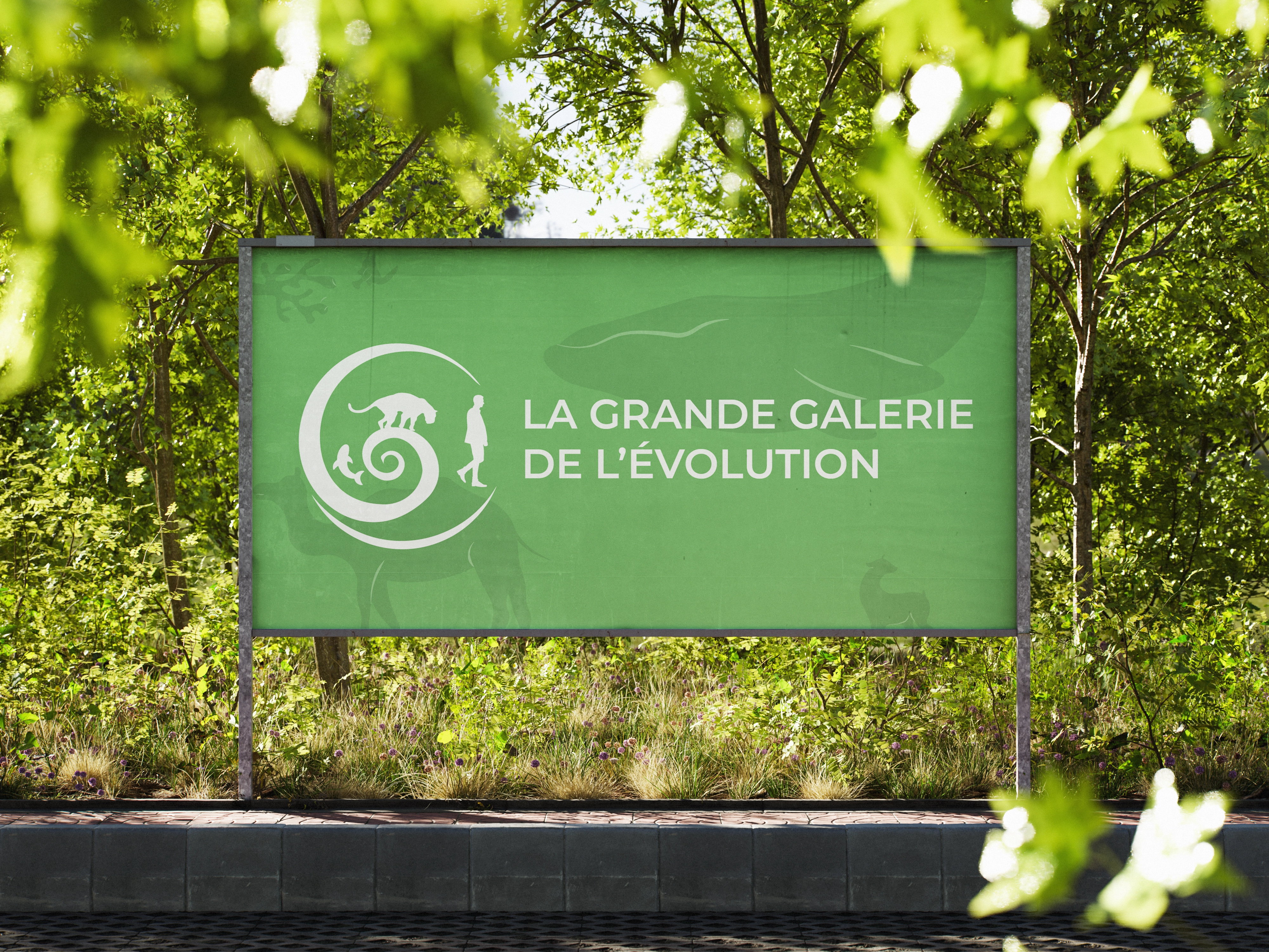 Calicot Grande Galerie de l'Évolution